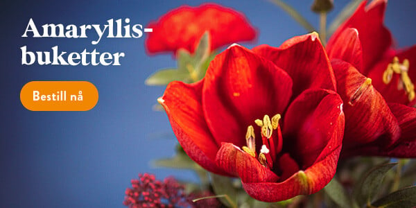 Amaryllis Teaser NO-1