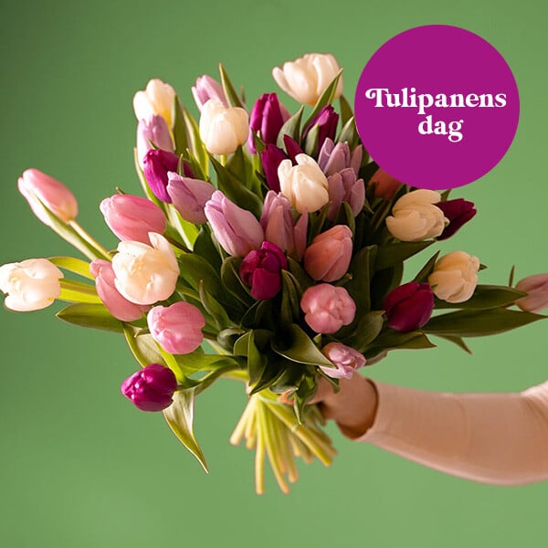 Top Image - Tulipanens dag NO