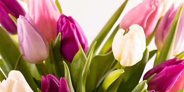 Tulips_BOU12_26